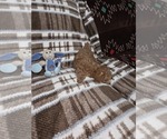 Small Photo #9 Poodle (Toy) Puppy For Sale in DENVER, CO, USA