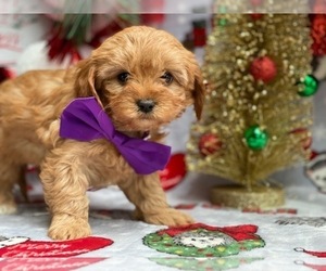 Cavapoo Puppy for sale in LANCASTER, PA, USA