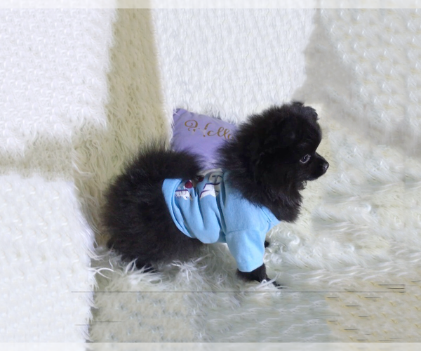Medium Photo #2 Pomeranian Puppy For Sale in ORLANDO, FL, USA