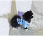 Small Photo #2 Pomeranian Puppy For Sale in ORLANDO, FL, USA