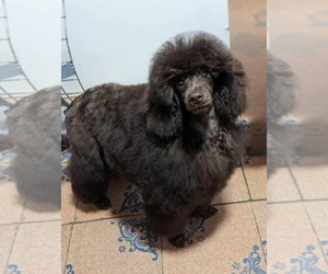Mother of the Cavapoo (Miniature) puppies born on 06/20/2026
