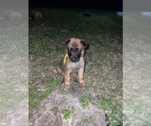 Belgian Malinois Puppy for sale in LAKE ALFRED, FL, USA