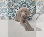 Small Photo #4 Weimaraner Puppy For Sale in LEWISBURG, KY, USA