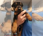 Puppy Gunner Doberman Pinscher