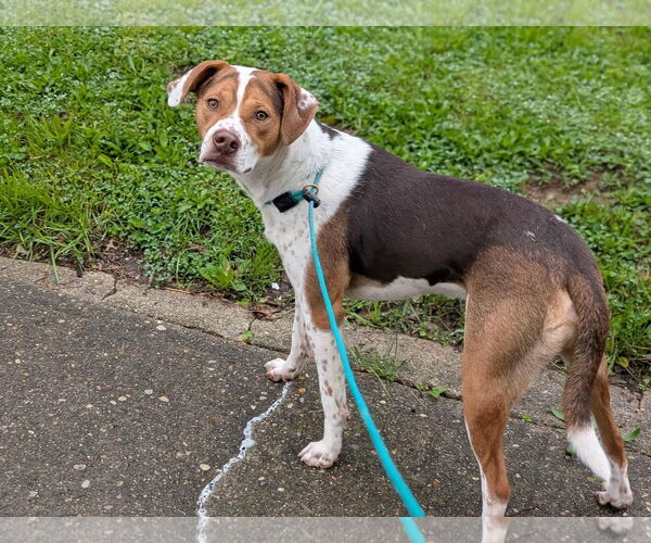 Medium Photo #17 Beagle-Unknown Mix Puppy For Sale in Germantown, OH, USA