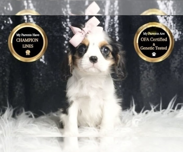 Medium Photo #58 Cavalier King Charles Spaniel Puppy For Sale in WARSAW, IN, USA