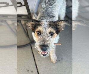 Mutt Dogs for adoption in Sandy, UT, USA