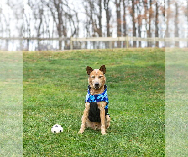 Medium Photo #2 Mutt Puppy For Sale in Unionville, PA, USA