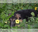 Puppy Bonnie German Shepherd Dog