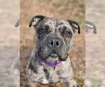 Small #7 American Pit Bull Terrier-Bulldog Mix