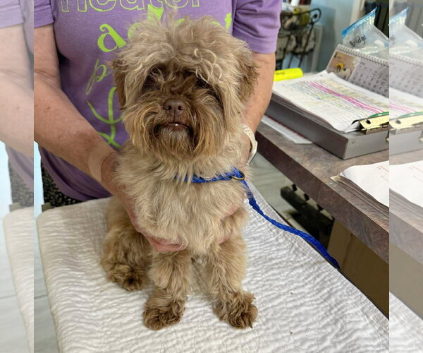 Medium Photo #1 Shih-Poo Puppy For Sale in Benton, LA, USA