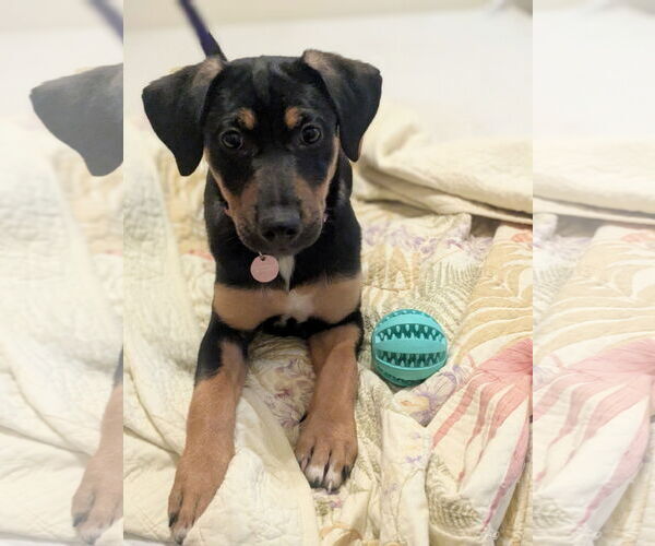 Medium Photo #3 Mutt Puppy For Sale in Genesee, WI, USA