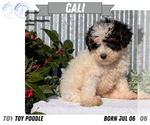 Small Photo #55 Poodle (Toy) Puppy For Sale in GOSHEN, IN, USA