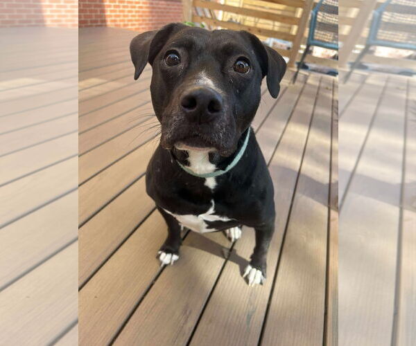 Medium Photo #3 American Pit Bull Terrier-Unknown Mix Puppy For Sale in Germantown, OH, USA