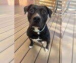 Small #2 American Pit Bull Terrier Mix
