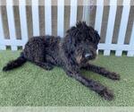 Small Labradoodle