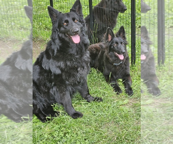 Medium Photo #1 German Shepherd Dog Puppy For Sale in EOLIA, MO, USA