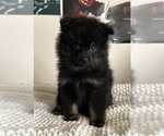 Puppy Puppy 4 Rascal Pomeranian