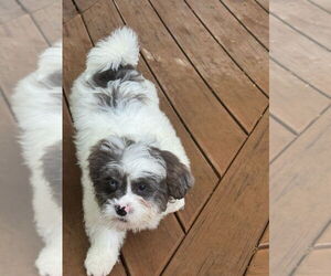 Zuchon Dogs for adoption in Tenafly, NJ, USA