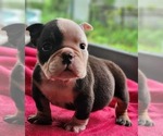 Puppy Bruno Bulldog