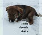 Small #12 German Shepherd Dog-Siberian Husky Mix