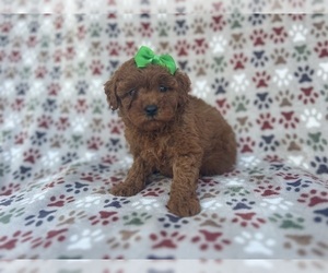 Cavapoo Puppy for Sale in LAKELAND, Florida USA