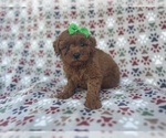 Small Cavapoo