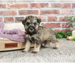 Small #9 Schnauzer (Miniature)