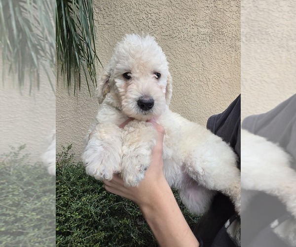 Medium Photo #1 Labradoodle mix (+ Poodle Standard) Puppy For Sale in SPRING HILL, FL, USA