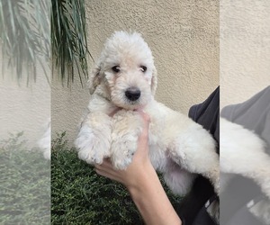 Labradoodle mix (+ Poodle Standard) Puppy for sale in SPRING HILL, FL, USA