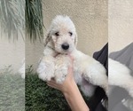Beige Collar - Female Labradoodle mix (+ Poodle Standard) Puppy for Sale - Small photo