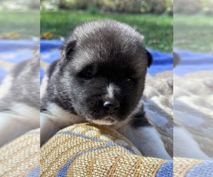 Akita Puppy for sale in NASHVILLE, IN, USA