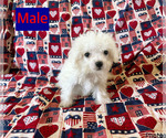 Small #2 Maltipoo