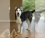 Small #1 Siberian Husky