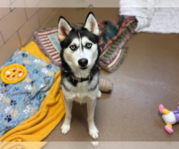 Medium Photo #1 Siberian Husky Puppy For Sale in Fort Wayne, IN, USA