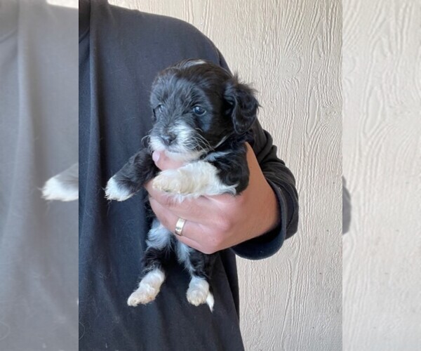 Medium Photo #10 YorkiePoo Puppy For Sale in FALCON, CO, USA