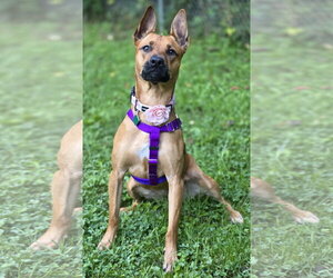 Charlie *BALL IS LIFE*TRANSPORTATION AVAILABLE* - Female Mutt Dog for Adoption - Photo #11