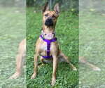 Small Photo #11 Mutt Puppy For Sale in Clarkston, MI, USA