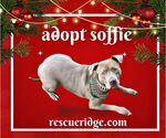 Small #8 American Staffordshire Terrier Mix