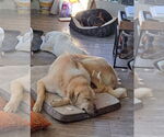 Small #4 Anatolian Shepherd