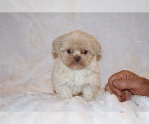 Shih Tzu Puppy for sale in DYERSBURG, TN, USA