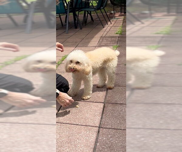 Medium Photo #2 Mutt Puppy For Sale in Weston, FL, USA