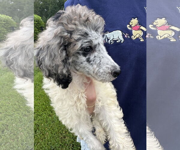Medium Photo #5 Mutt Puppy For Sale in Valrico, FL, USA