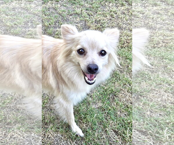 Medium Photo #2 Chihuahua Puppy For Sale in Santa Clarita, CA, USA