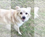 Small #1 Chihuahua