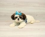 Small Lhasa Apso