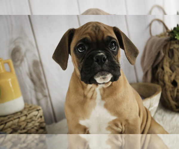 Medium Photo #5 Boxer Puppy For Sale in SHIPSHEWANA, IN, USA