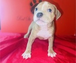 Small #4 American Bully