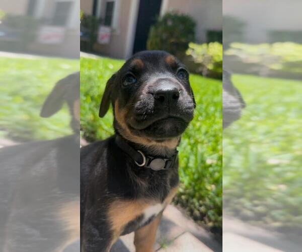 Medium Photo #1 Mutt Puppy For Sale in Oakland Park , FL, USA