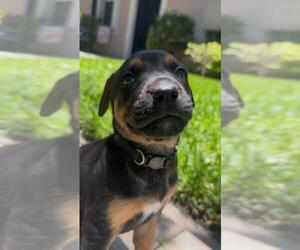 Mutt Dogs for adoption in Oakland Park , FL, USA